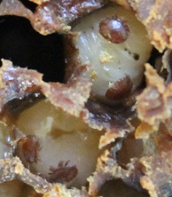 varroa_covata