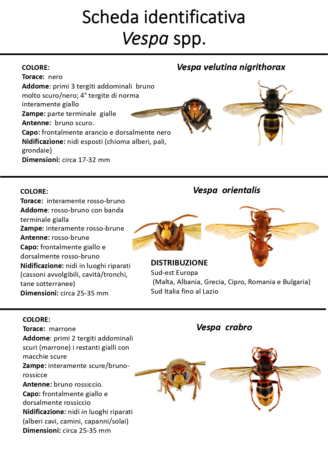 scheda  vespa orientalis page-0001