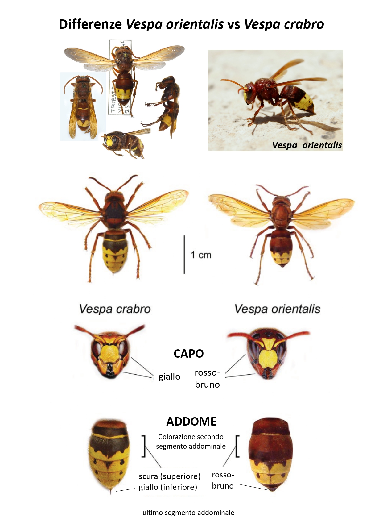 scheda  vespa orientalis page-0002