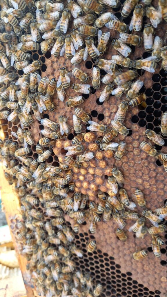 meteo marzo 2023 apicoltura toscana